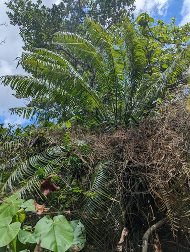 Image of Cycas micronesica by (c) Ken Puliafico, some rights reserved (CC BY)