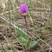 Primula conjugens viscidum - Photo (c) Andrea Benville, vissa rättigheter förbehållna (CC BY-ND), uppladdad av Andrea Benville