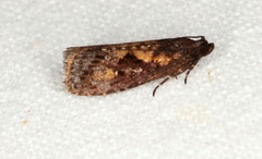 Cryptaspasma sordida