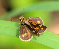 Taractrocera luzonensis