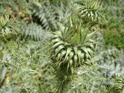 Image of Onopordum bracteatum by (c) Grzegorz Grzejszczak, some rights reserved (CC BY-SA)