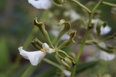 Encyclia cordigera
