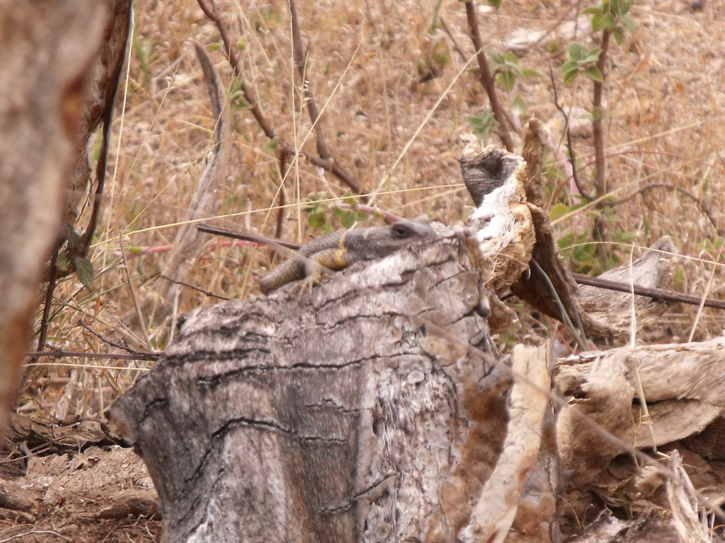 Southern Cleft Lizard