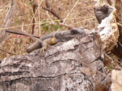 Sceloporus omiltemanus