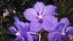 Vanda