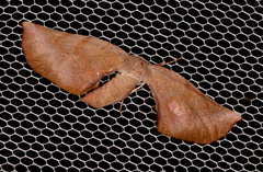 Parepisparis multicolora