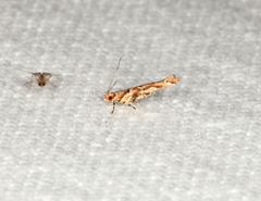 Pyroderces