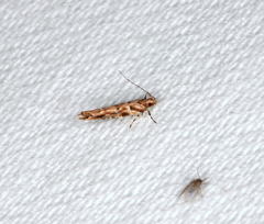 Pyroderces