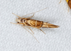 Trachydora chrysodoxa