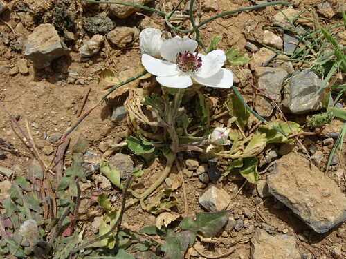 Image of Ranunculus asiaticus by (c) Grzegorz Grzejszczak, some rights reserved (CC BY-SA)