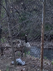 Branta canadensis