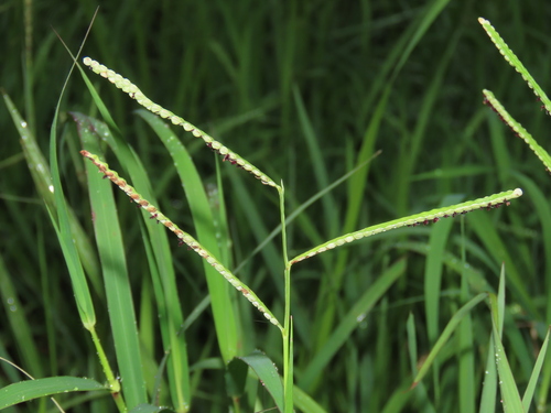 Image of Paspalum orbiculare by (c) chiuluan, some rights reserved (CC BY)