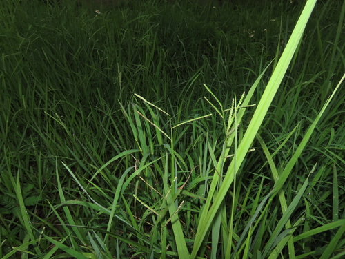 Image of Paspalum orbiculare by (c) chiuluan, some rights reserved (CC BY)