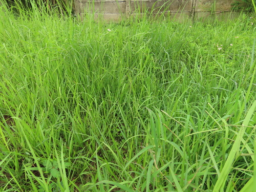 Image of Paspalum orbiculare by (c) chiuluan, some rights reserved (CC BY)