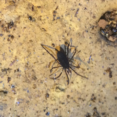 Stylocellidae