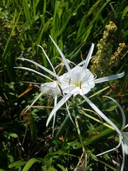 Hymenocallis liriosme