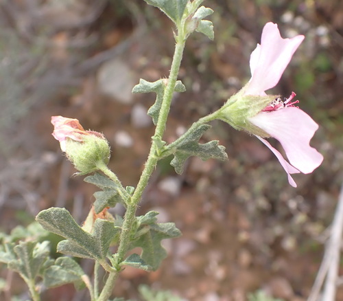Image of Anisodontea triloba by (c) Nicola van Berkel, some rights reserved (CC BY-SA)