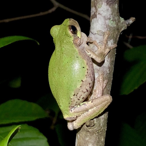 Bird-voiced Treefrog