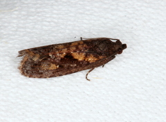 Cryptaspasma sordida