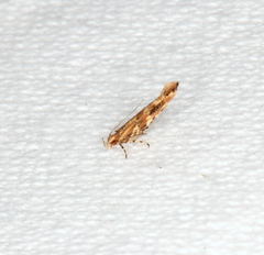 Pyroderces