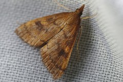 Mnesictena flavidalis