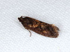 Cryptaspasma sordida