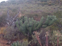 Myrtillocactus cochal