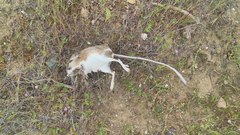 Dipodomys nitratoides