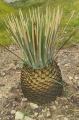 Hesperoyucca whipplei