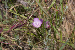 Clarkia bottae