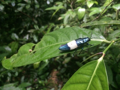 Chrysochroa castelnaudi