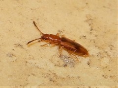 Cryptamorpha desjardinsi