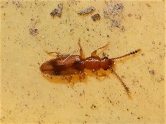 Cryptamorpha desjardinsi