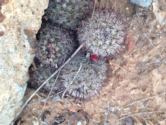 Mammillaria hutchisoniana louisae