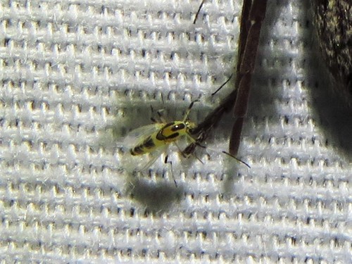 Cricotopus sylvestris