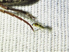 Cricotopus sylvestris