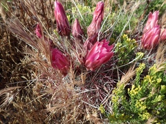 Sclerocactus polyancistrus