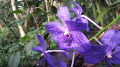 Vanda