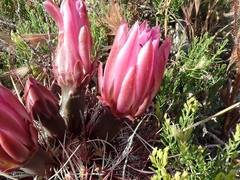 Sclerocactus polyancistrus