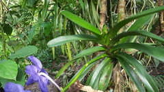 Vanda