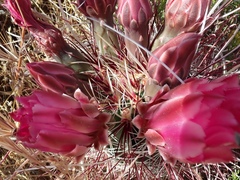 Sclerocactus polyancistrus