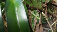 Vanda