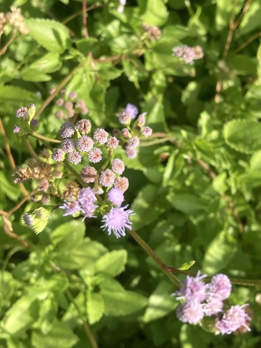 Ageratum maritimum (Ageratum maritimum)