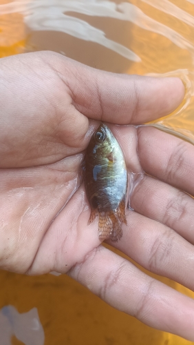 Belontia hasselti