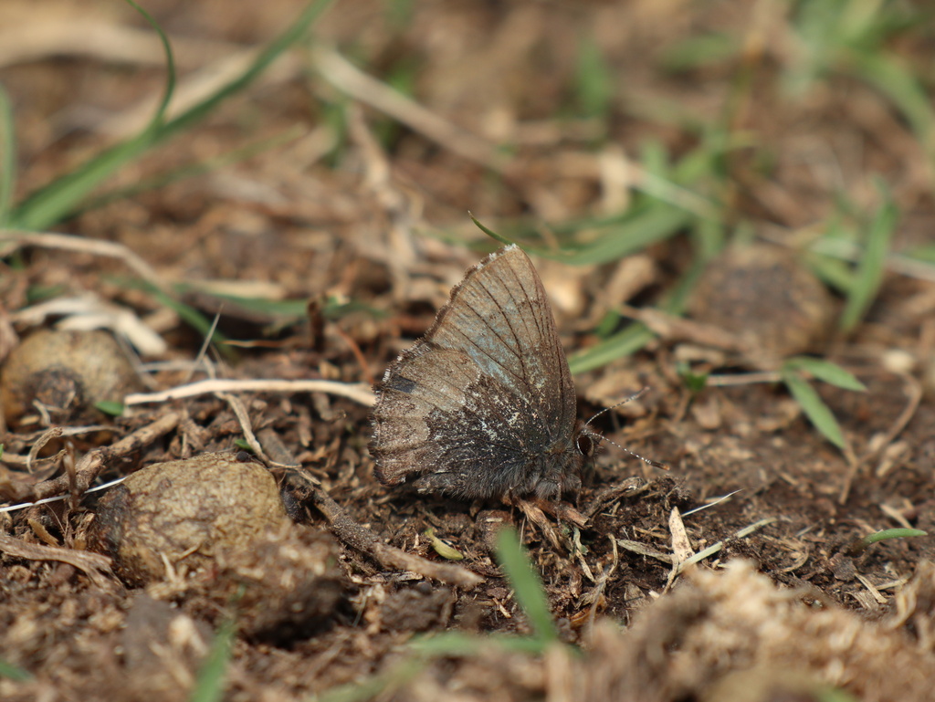 Ahlbergia tricaudata