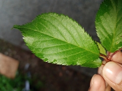 Prunus serrulata
