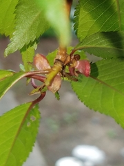 Prunus serrulata