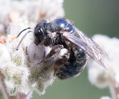 Andrena cerasifolii