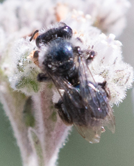 Andrena cerasifolii