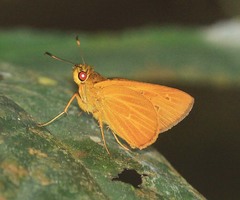 Xanthoneura corissa